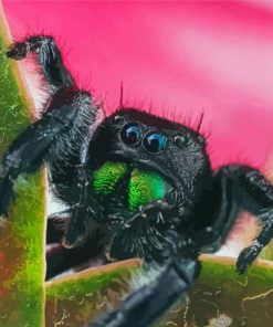 Tarantula Spider Close Up paint by numbers