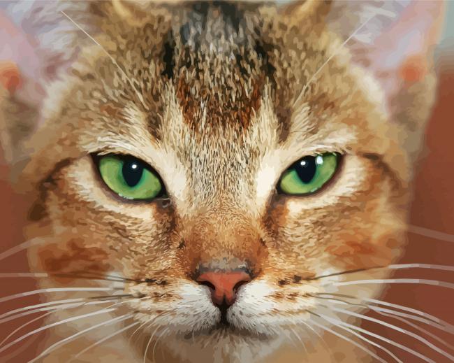 Abyssinian Cat Close Up paint by numbers