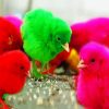 Colorful Chickens paint by number