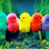 Colorful Chicks paint by number