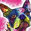 Colorful Boston Terrier paint by number