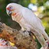 Corella Bird paint by numbers