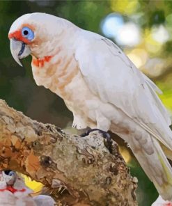 Corella Bird paint by numbers