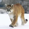 Cougar In The Snow paint by number