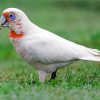 Cute Corella Bird paint by numbers