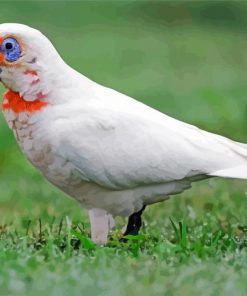Cute Corella Bird paint by numbers