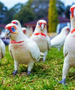 Cute Corella Birds paint by numbers