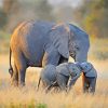 Cute Elephant And Two Babies paint by numbers