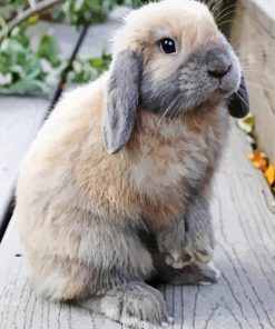 Cute Floppy Bunny paint by number