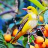 Cute Golden Oriole paint by number