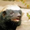 Cool Honey Badger Animal paint by numbers