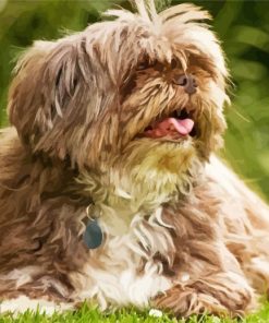 Cute Lhasa Apso Puppy paint by number