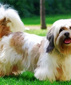 Cute Lhasa Apso paint by number