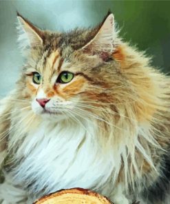 Cute Norwegian Forest Cat paint by numbers
