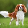 Cute Spaniel Puppy paint by numbers