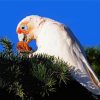 Cute Corella paint by numbers