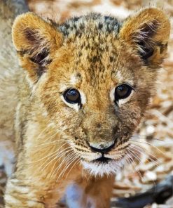 Cute Lion Cub Head paint by number