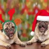 Cute Santa Puppies paint by number
