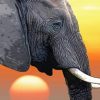 Elephant Head Side Profil paint by numbers