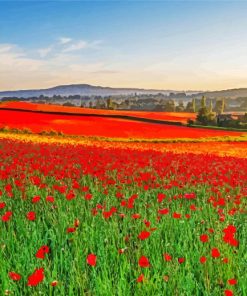 English Poppy Field paint by number