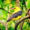 Eurasian Golden Oriole paint by number