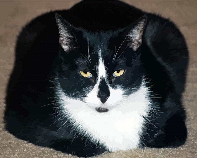 Fat Tuxedo Cat paint by number