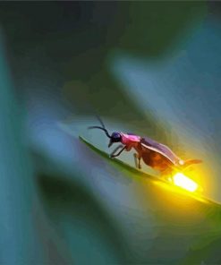 Cute Firefly Insect paint by numbers