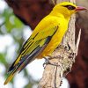 Golden Oriole Bird paint by number