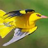 Golden Oriole Flying paint by number