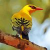 Golden Oriole On Branch paint by number