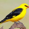Golden Oriole paint by number