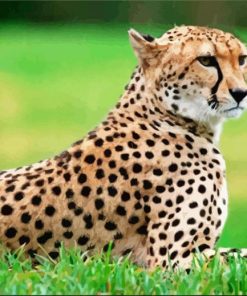Guepard Animal paint by number