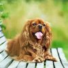 Happy Cavalier King Charles Spaniel Smiling On A Bench paint by number