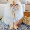 Himalayan Cat With Blue Eyes paint by numbers