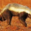 Honey Badger Animals paint by numbers
