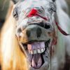 Horse Laughing paint by number