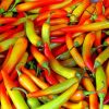 Hot Chile Peppers paint by numbers