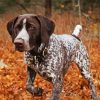 Hunting Dog German Shorthaired paint by number
