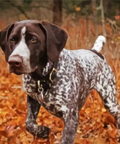 Hunting Dog German Shorthaired paint by number