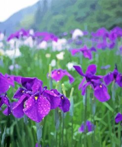 Iris Flower Field paint by numbers