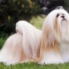 Lhasa Apso paint by number