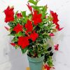 Mandevilla Flowers paint by number