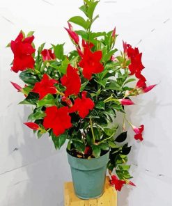 Mandevilla Flowers paint by number