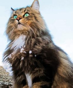 Norwegian Forest Cat Animal paint by numbers
