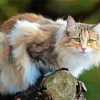 Norwegian Forest Cat paint by numbers