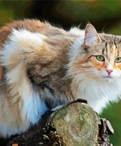 Norwegian Forest Cat paint by numbers