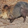 Peccary Wild Animal paint by numbers