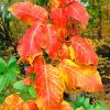 Poison Ivy Foliage Autumn paint by number