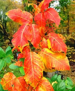 Poison Ivy Foliage Autumn paint by number