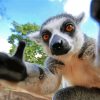 Primate Taking Selfie paint by numbers